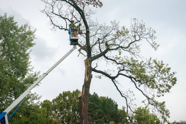 Best Tree Stump Removal  in Estancia, NM